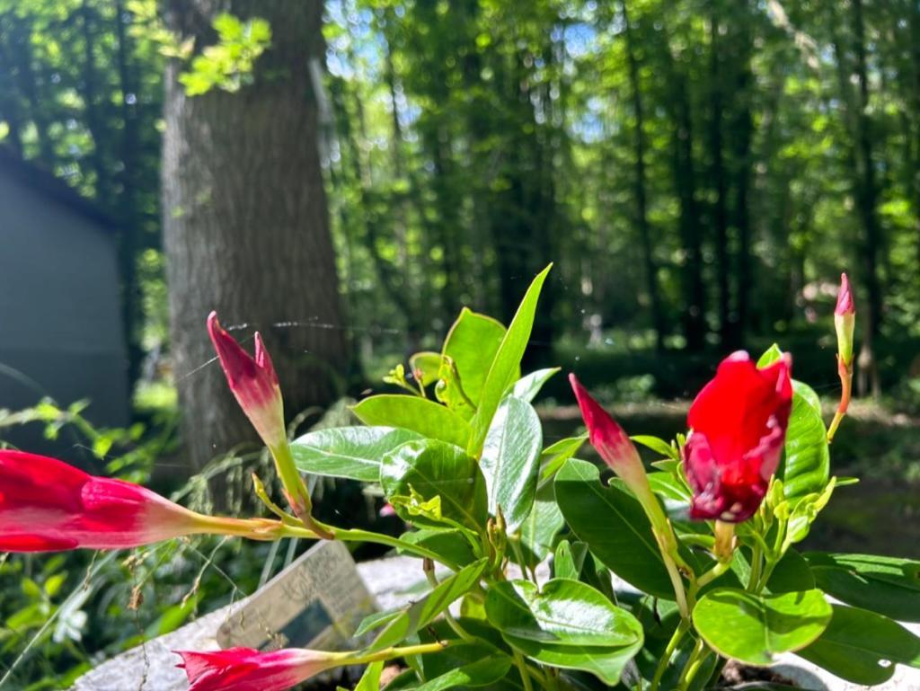 Gites Du Bois Des Perruches Saint-Vincent-des-Bois エクステリア 写真