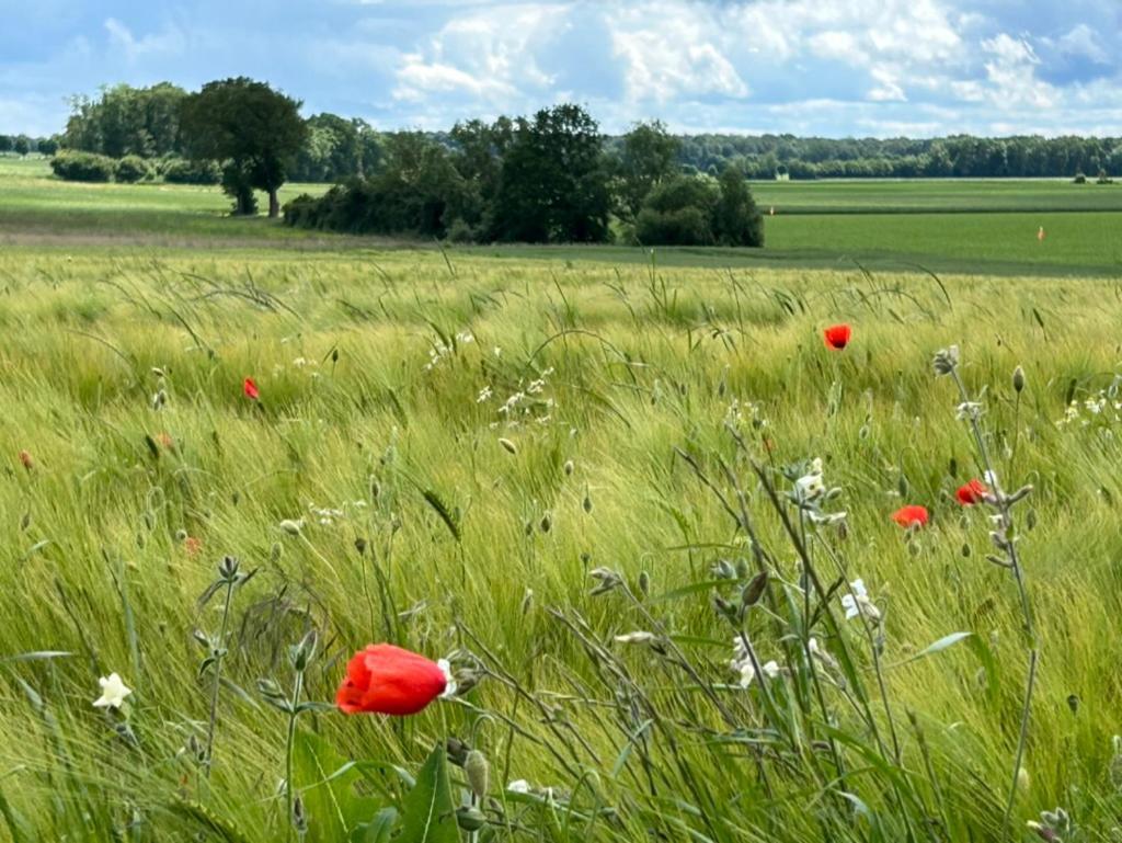 Gites Du Bois Des Perruches Saint-Vincent-des-Bois エクステリア 写真